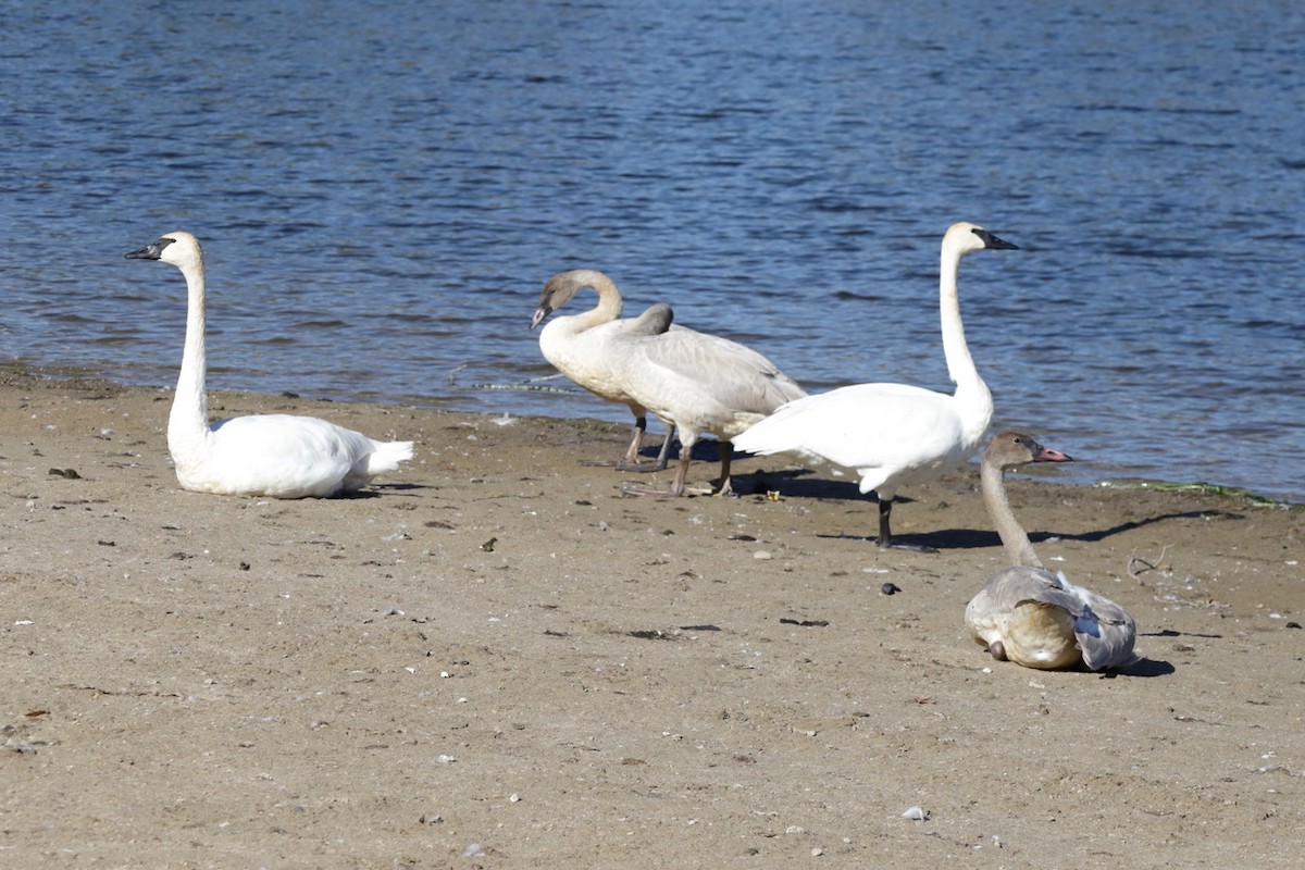 Trumpeter Swan - ML643627890