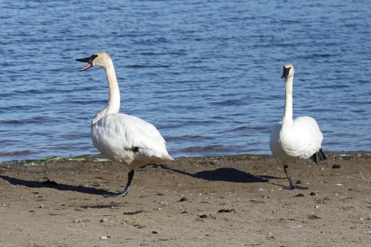 Trumpeter Swan - ML643627891