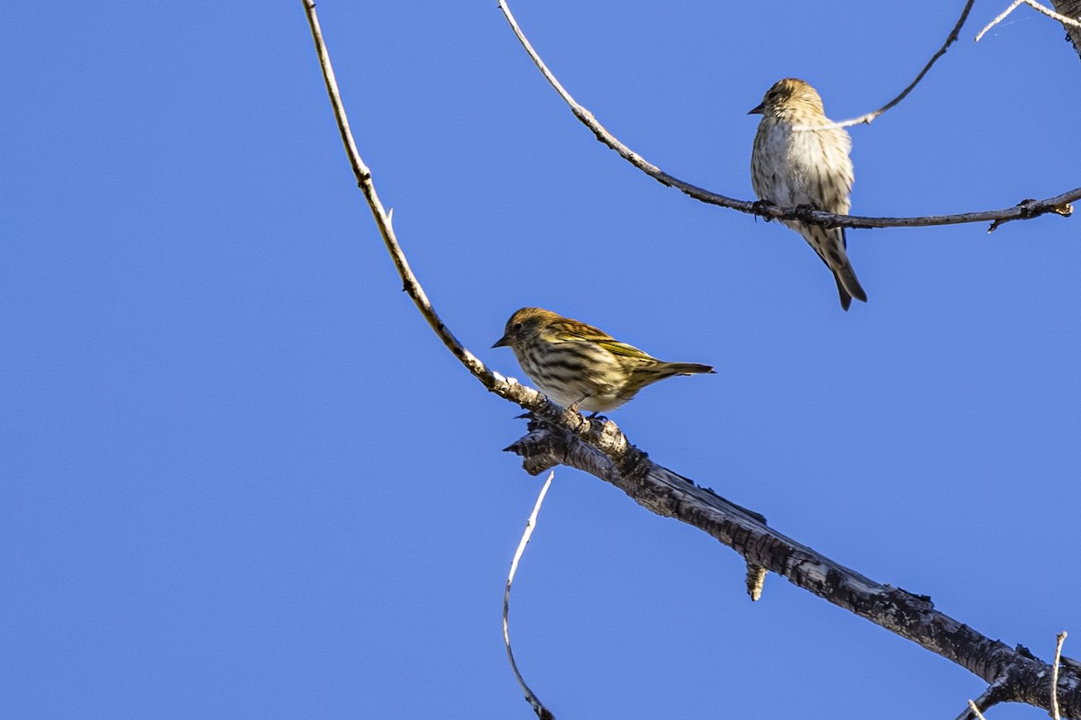 Pine Siskin - ML643627905