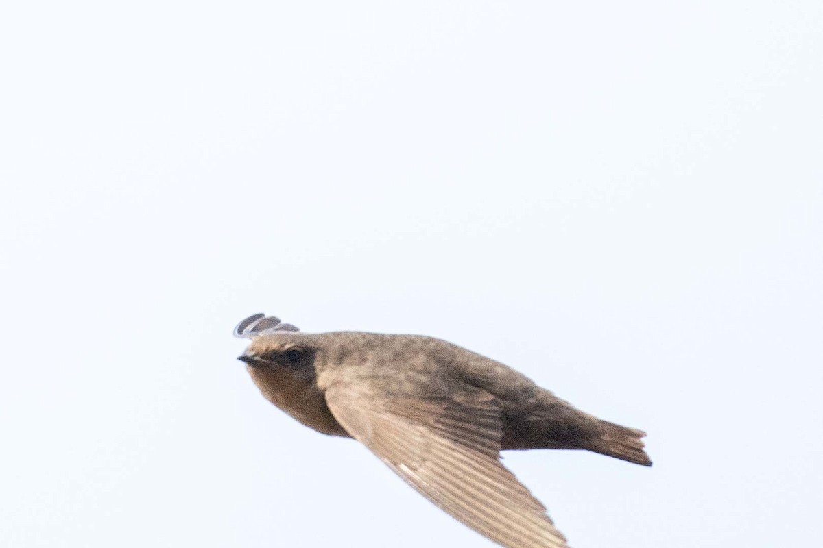 Plain Martin - ML643627936