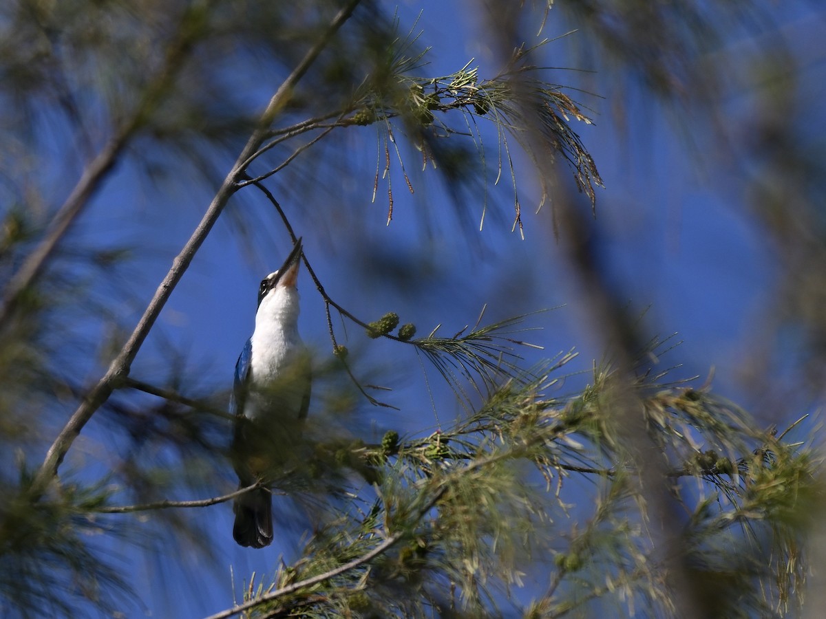 Collared Kingfisher - ML643627938