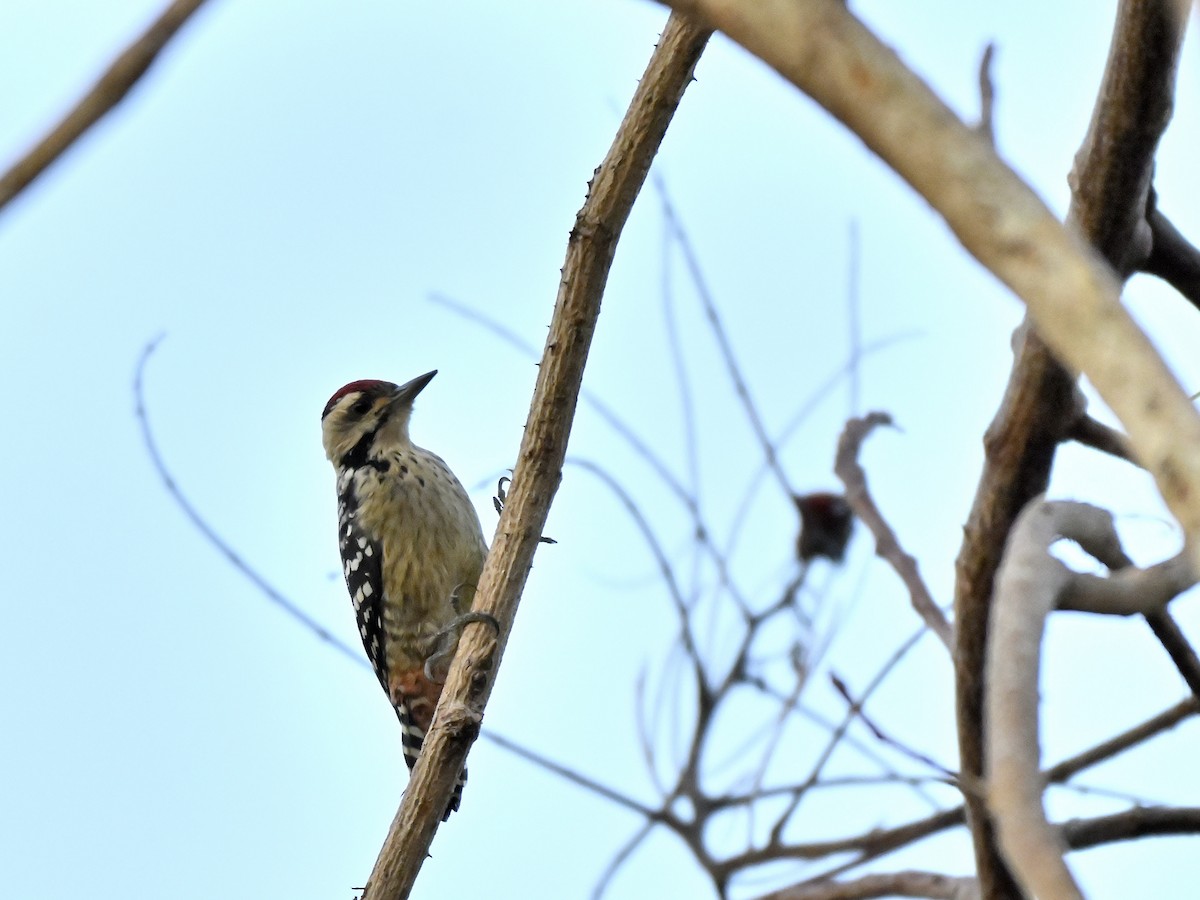 Freckle-breasted Woodpecker - ML643627956