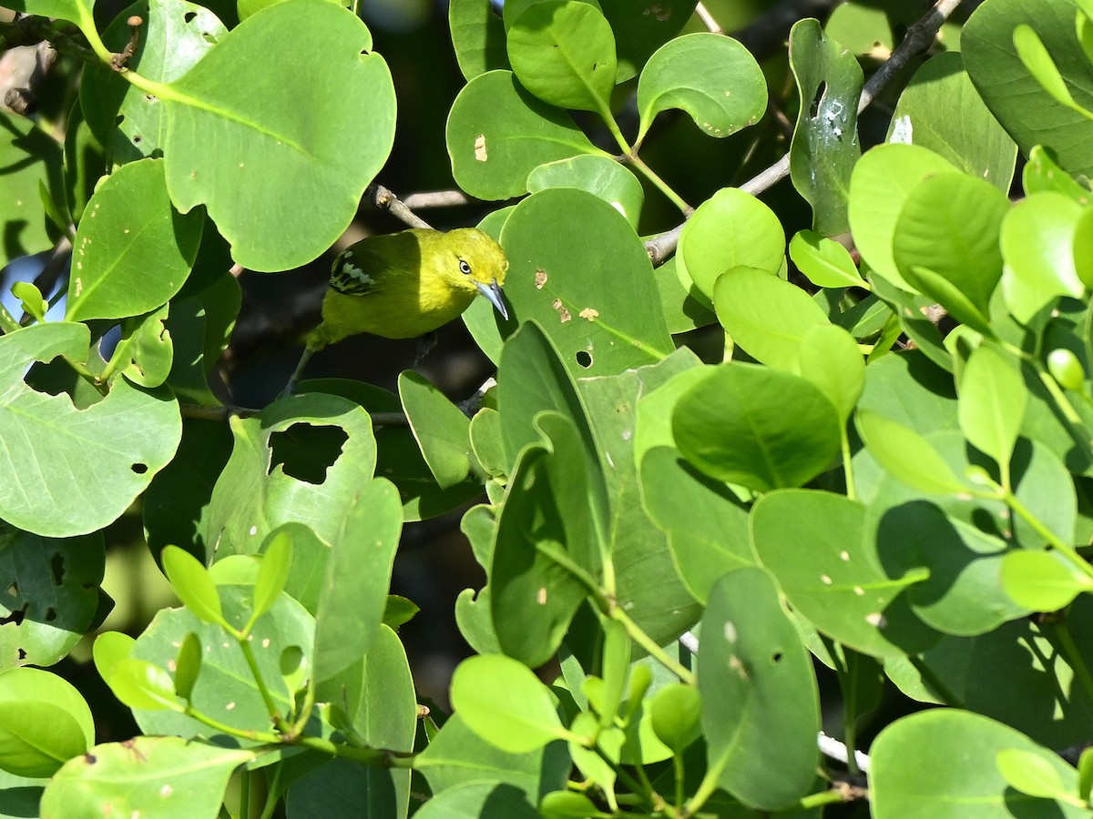 Common Iora - ML643627974