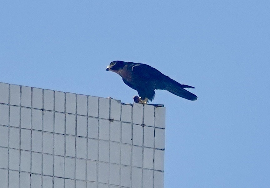 Peregrine Falcon - ML643627978