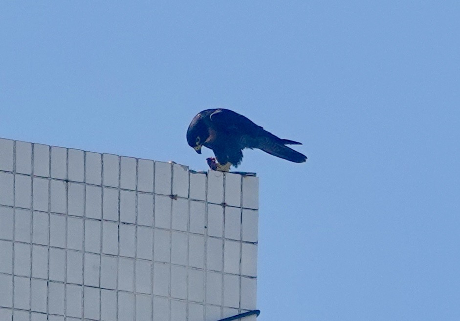 Peregrine Falcon - ML643627979