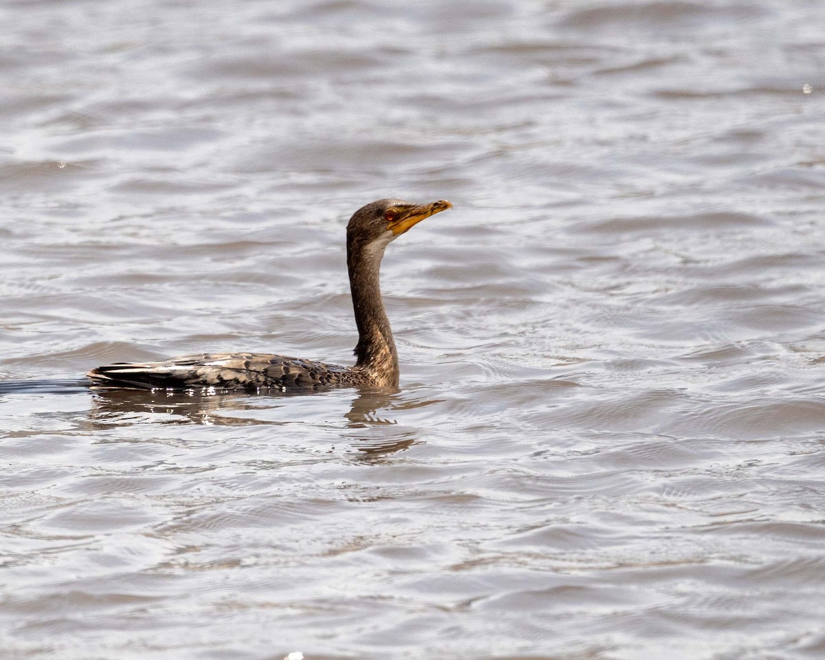 Reed Cormorant - ML643627980