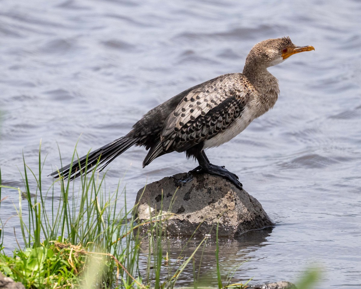 Reed Cormorant - ML643627981