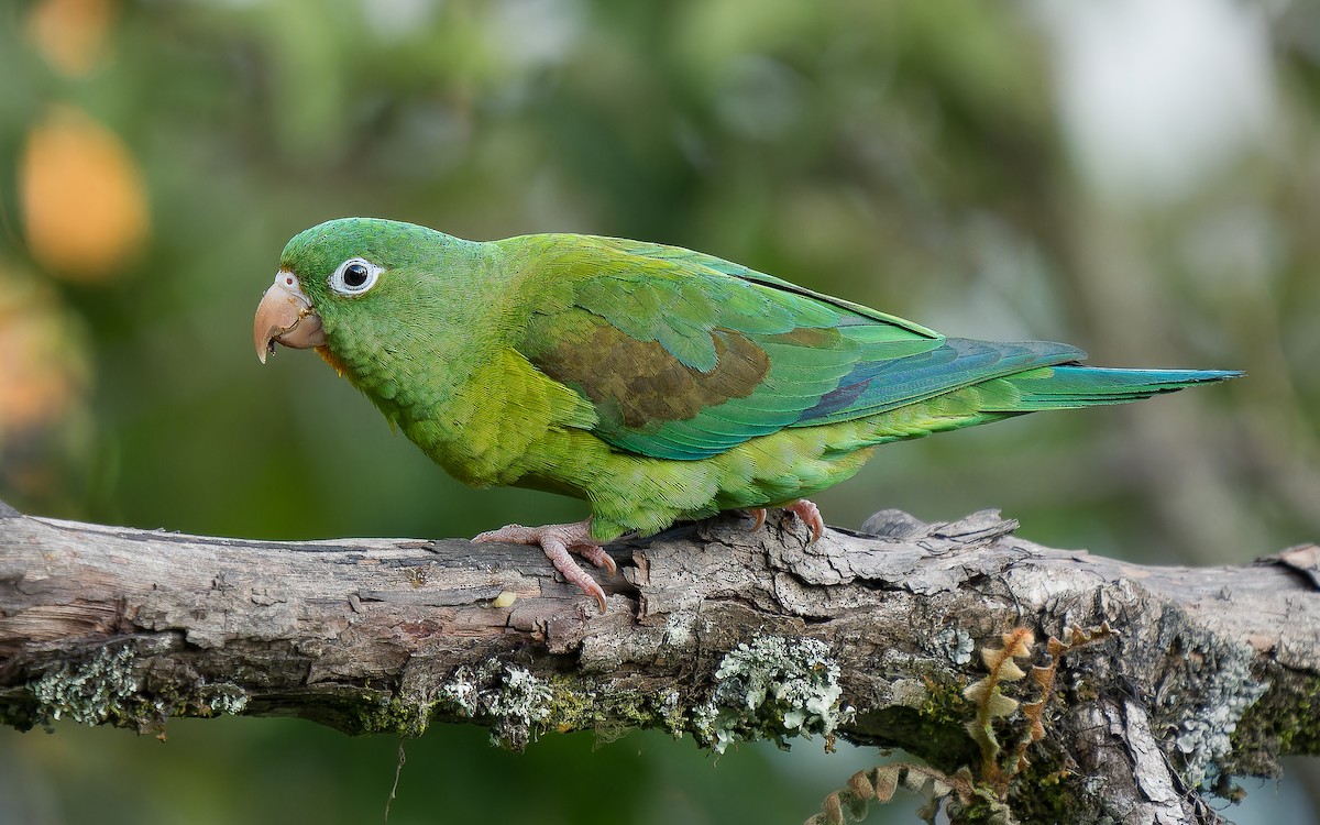 Orange-chinned Parakeet - ML643627986