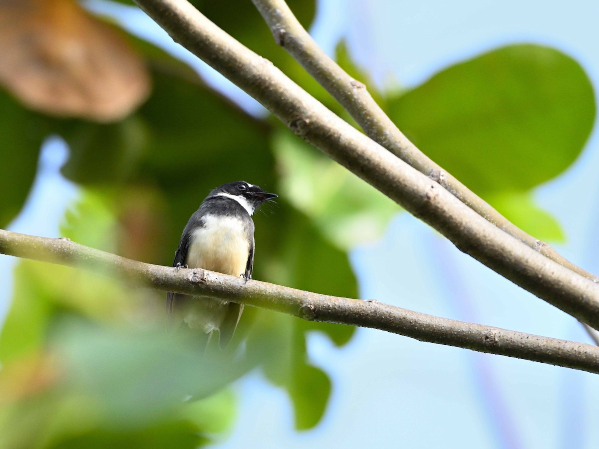 Malaysian Pied-Fantail - ML643627994