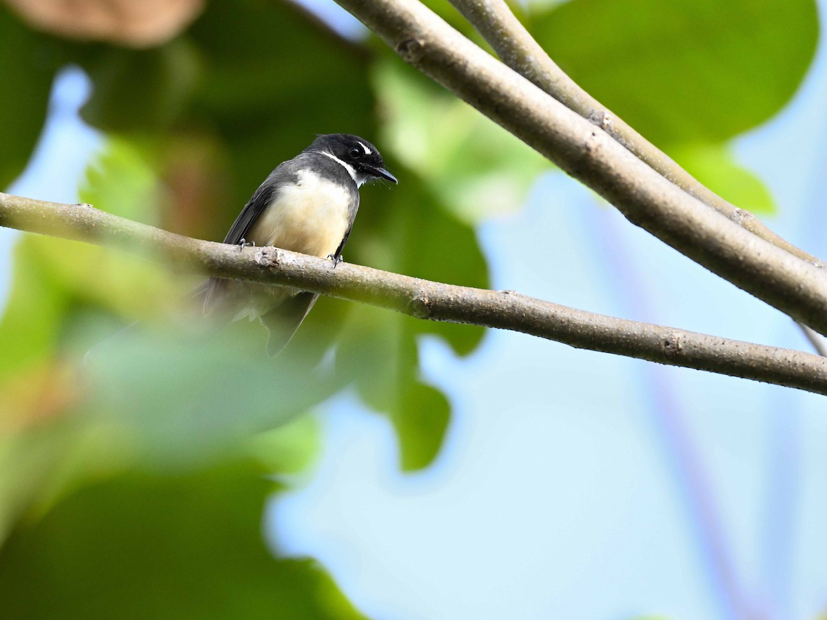 Malaysian Pied-Fantail - ML643627995
