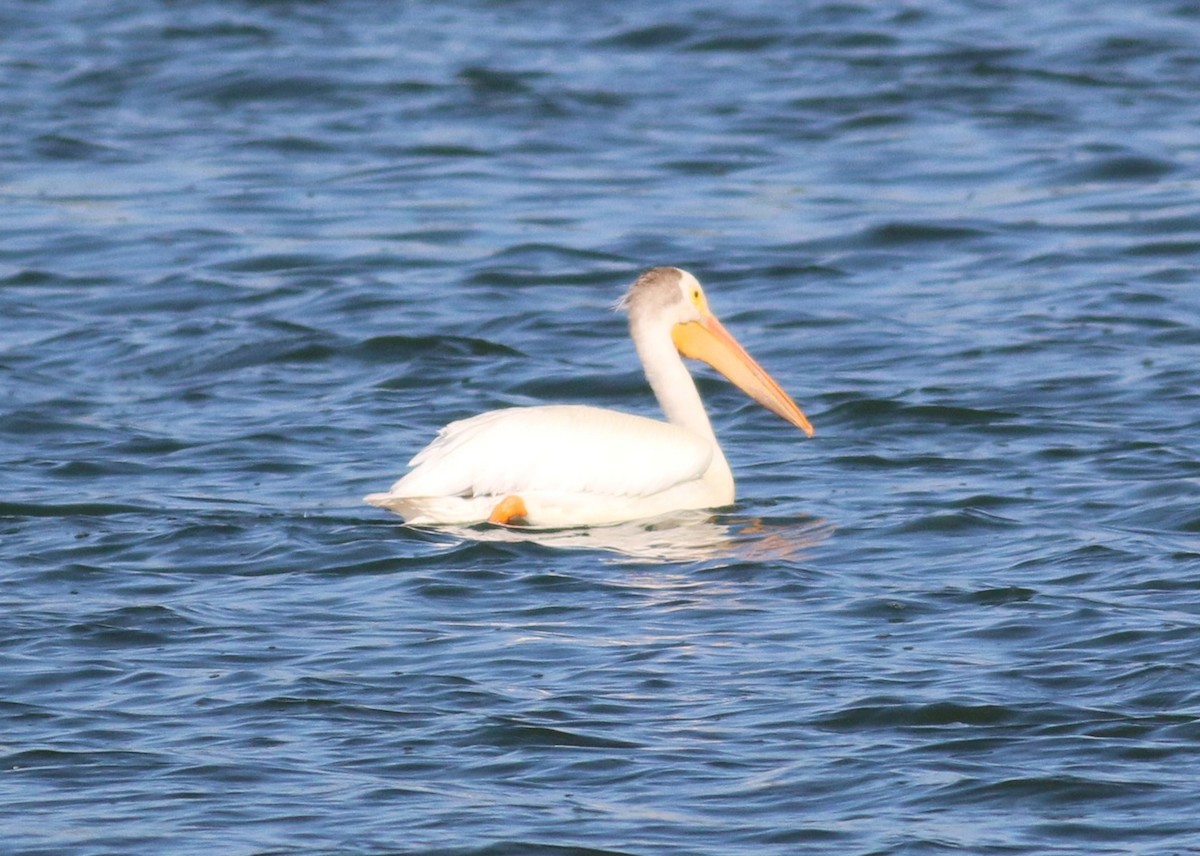 American White Pelican - ML643628005