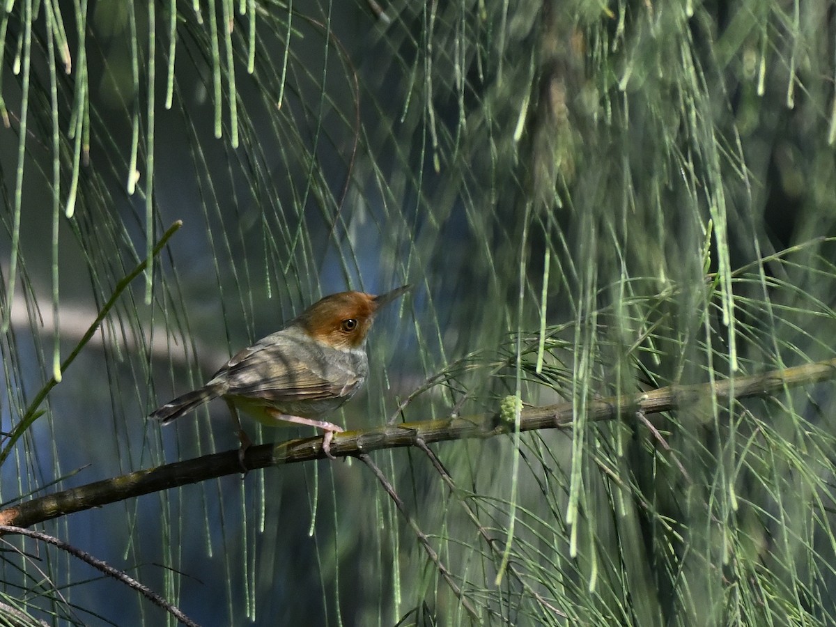 Olive-backed Tailorbird - ML643628043
