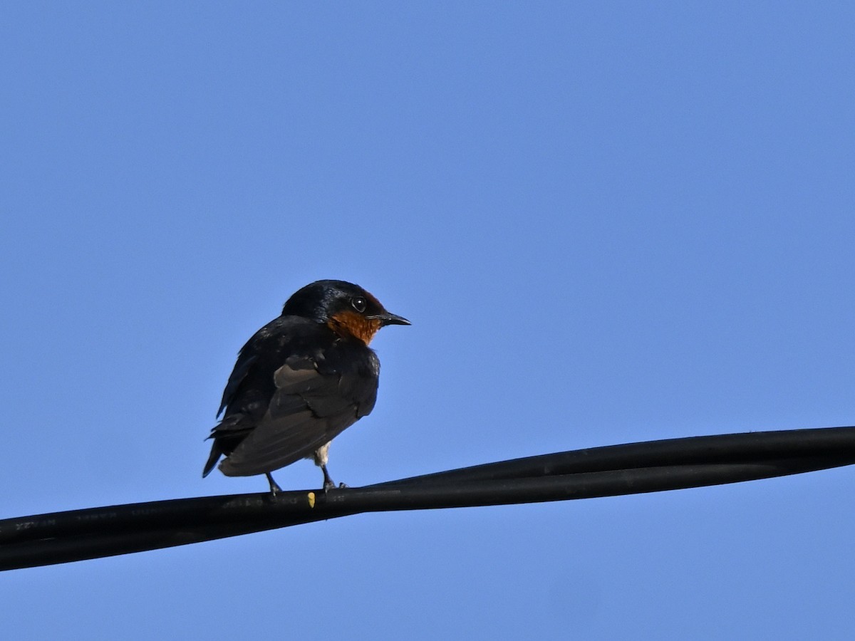 Pacific Swallow - ML643628050