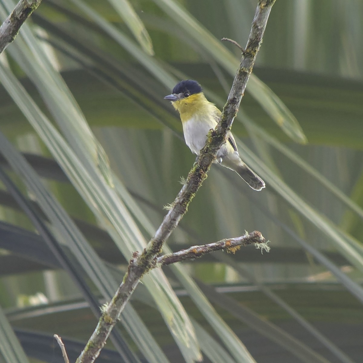 Green-backed Becard - ML643628061