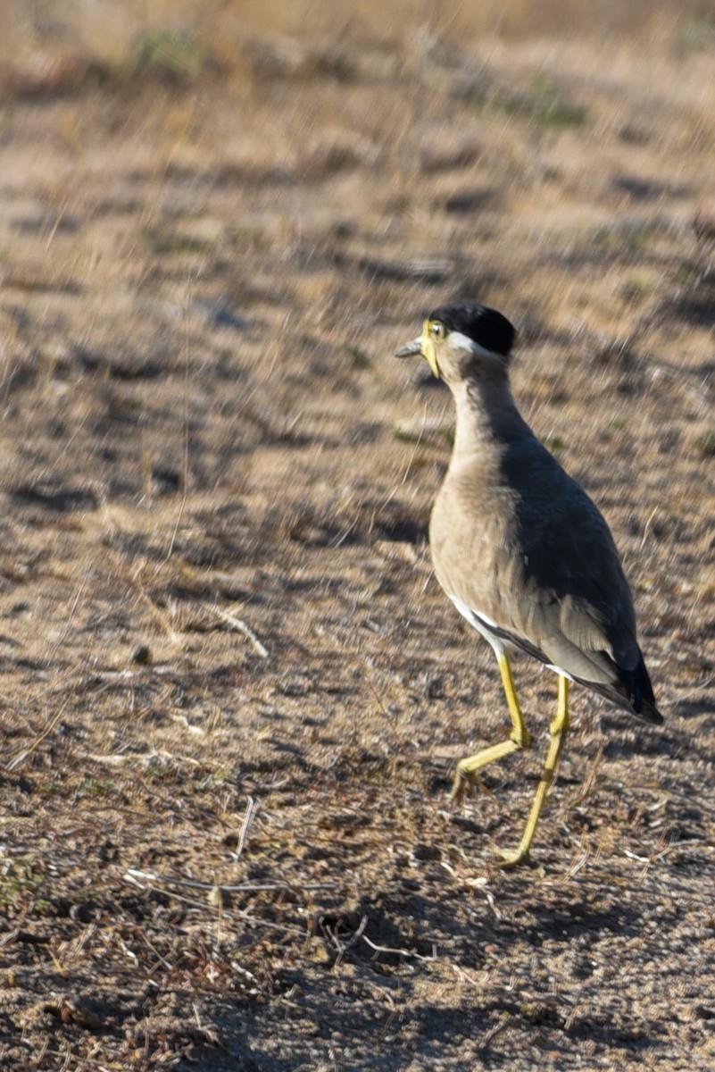 Yellow-wattled Lapwing - ML643628074