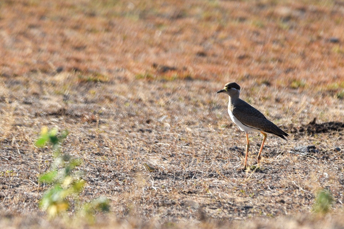 Yellow-wattled Lapwing - ML643628075