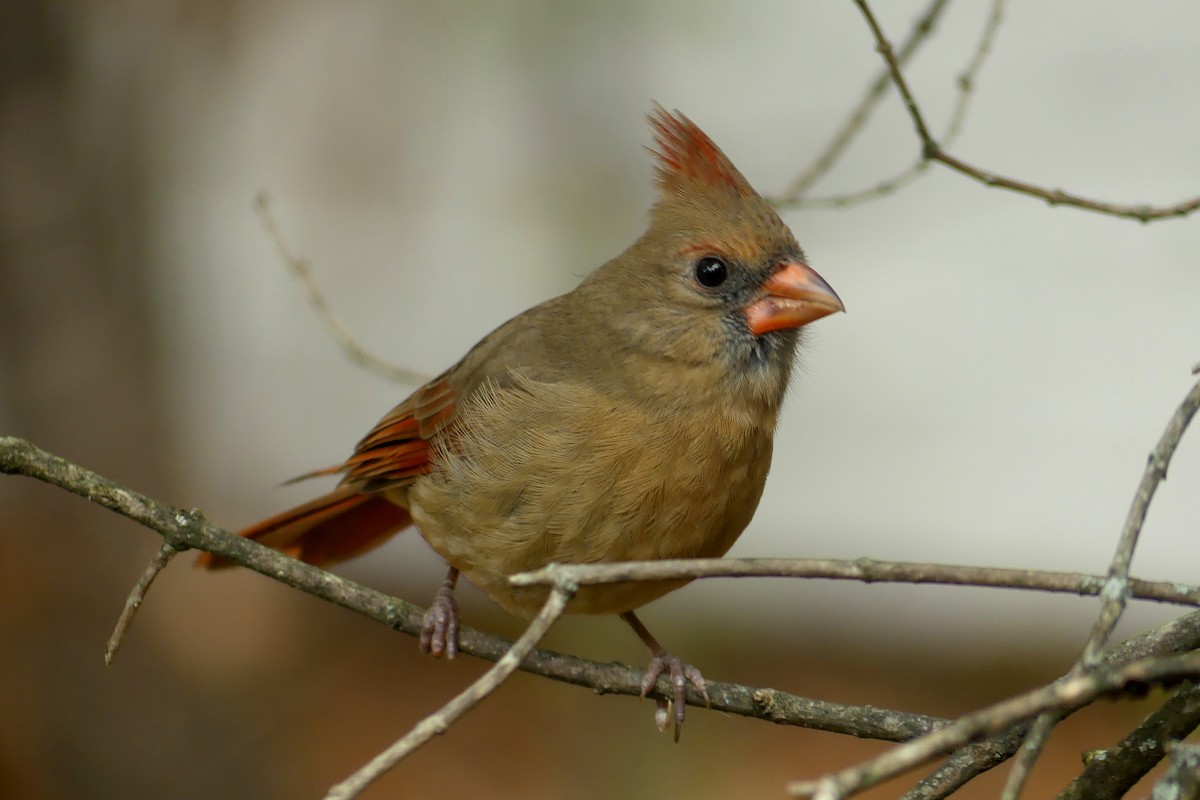 Cardenal Norteño - ML643628082