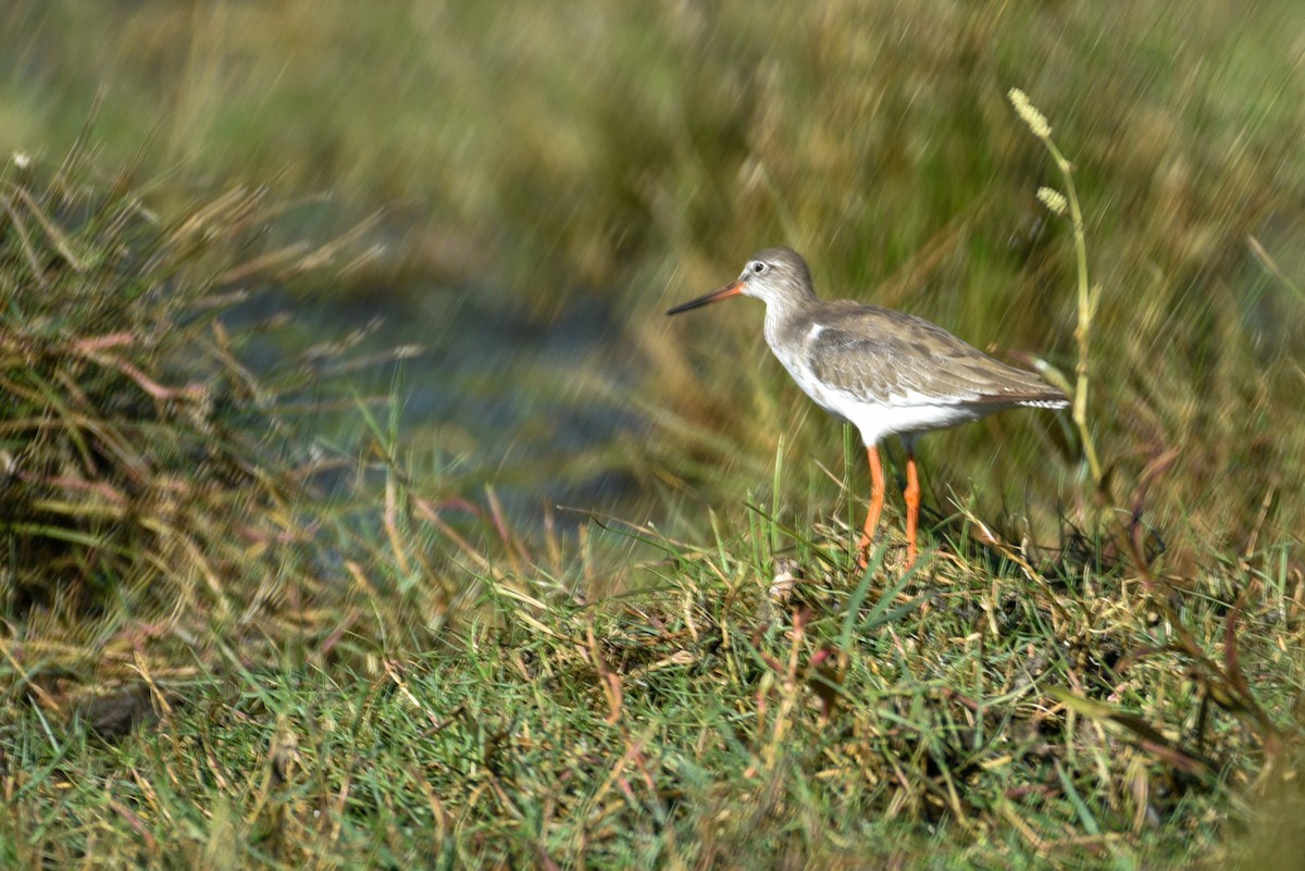 Common Redshank - ML643628089