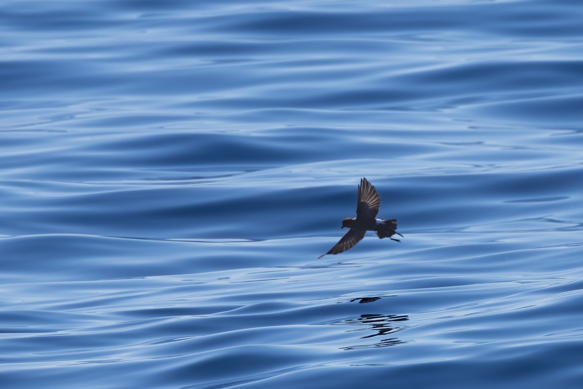 Wilson's Storm-Petrel - ML643628090