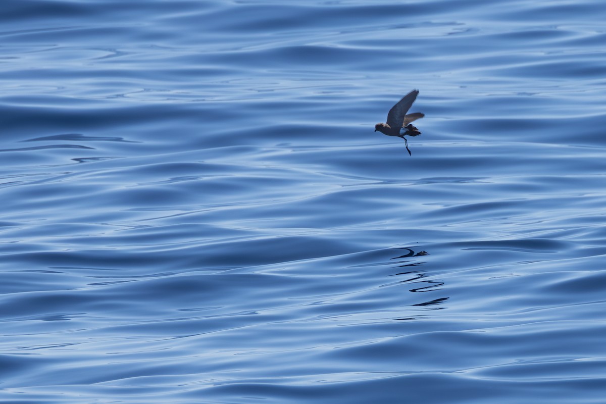 Wilson's Storm-Petrel - ML643628091