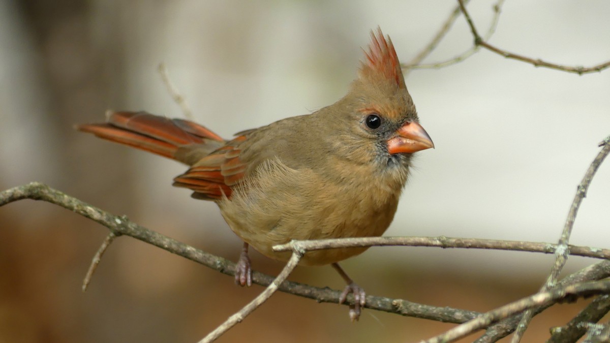 Cardenal Norteño - ML643628092