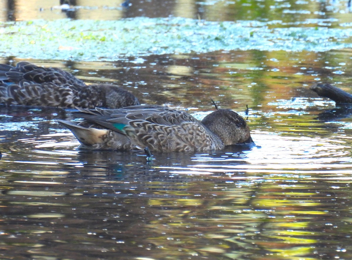 Ногоохон нугас - ML643628094