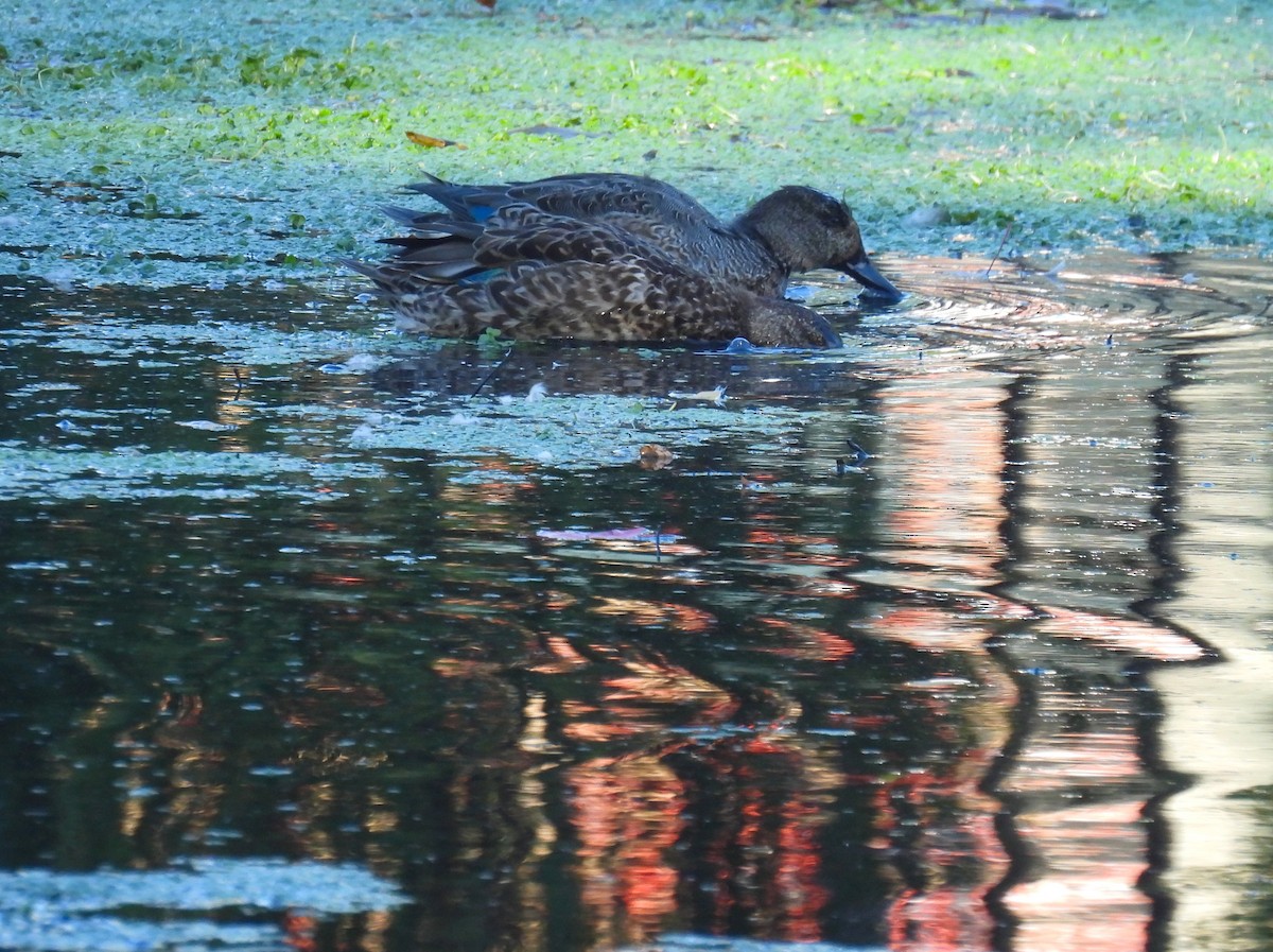 Ногоохон нугас - ML643628095