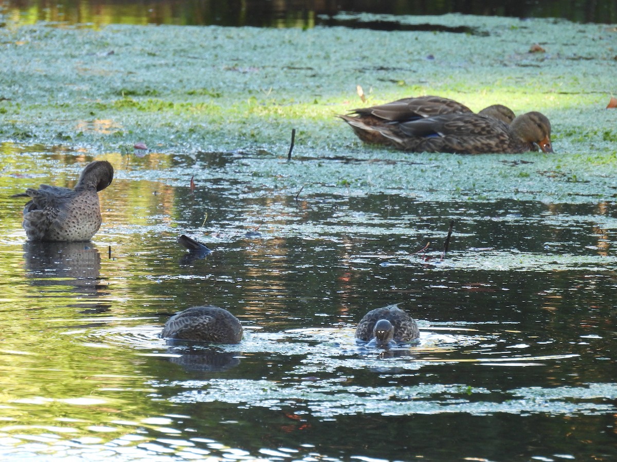 Ногоохон нугас - ML643628096