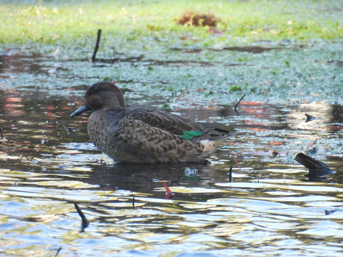 Ногоохон нугас - ML643628097