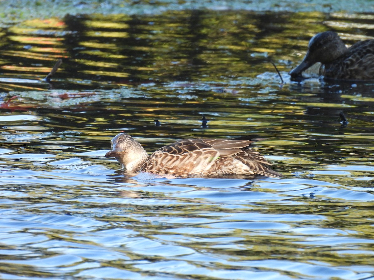 Ногоохон нугас - ML643628098