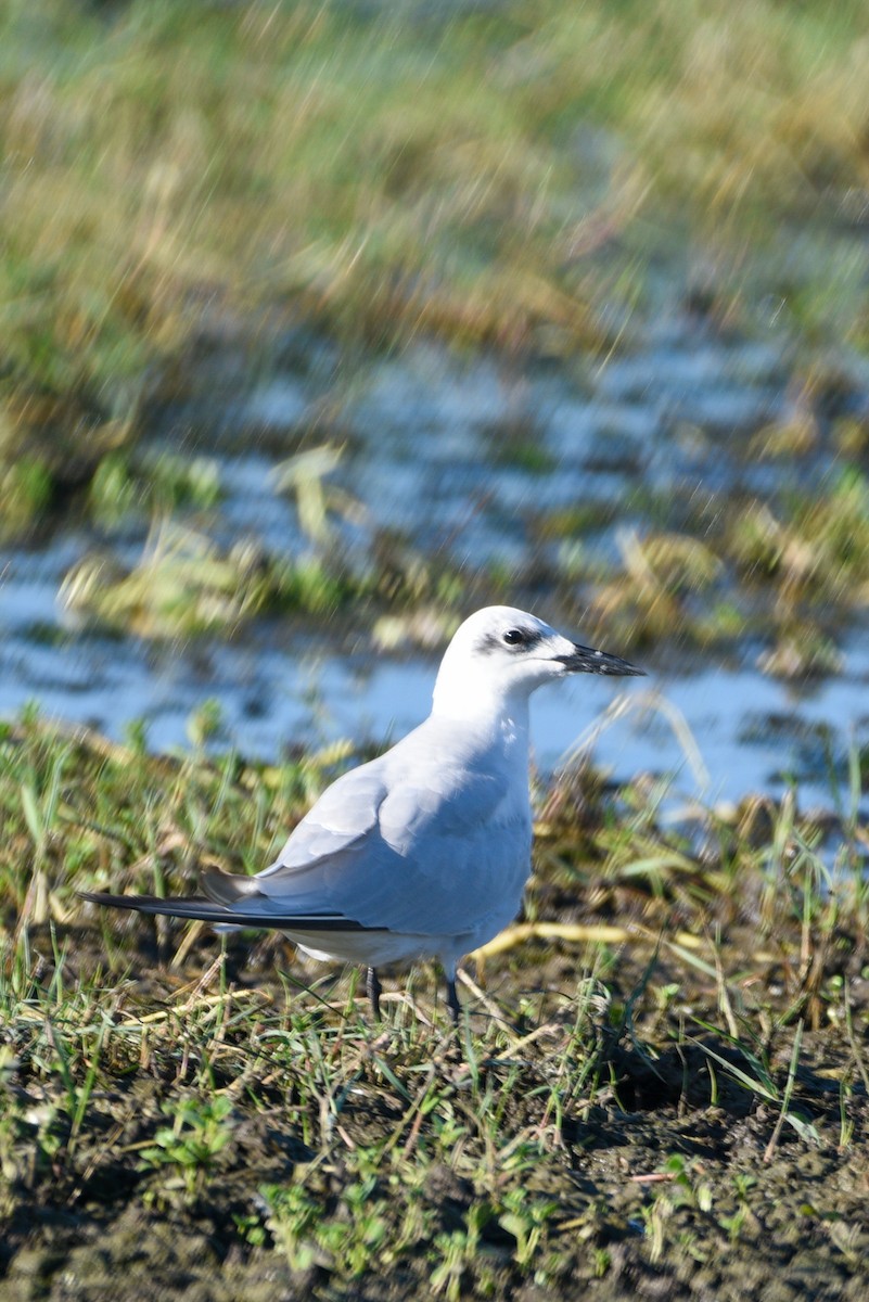 Gull-billed Tern - ML643628108