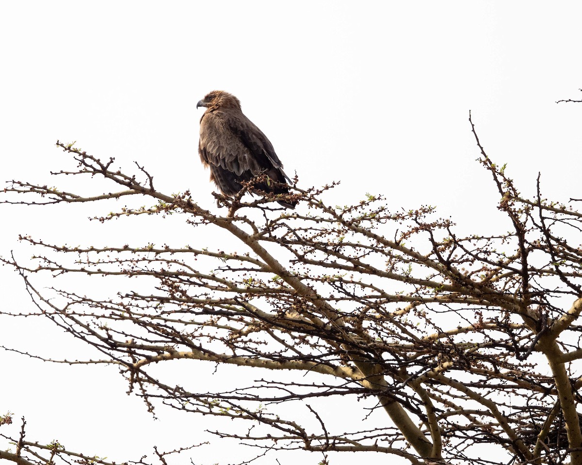 Tawny Eagle - ML643628111