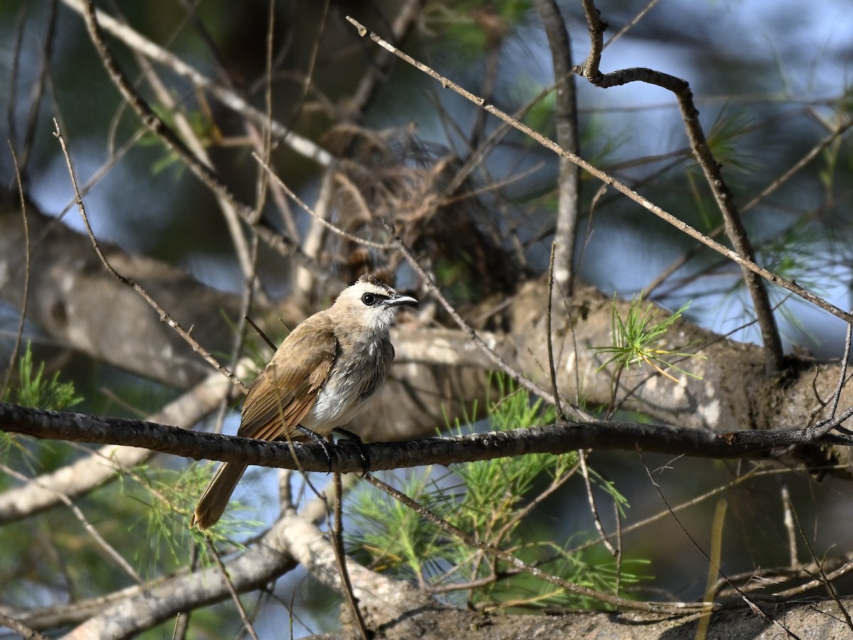 Yellow-vented Bulbul - ML643628113