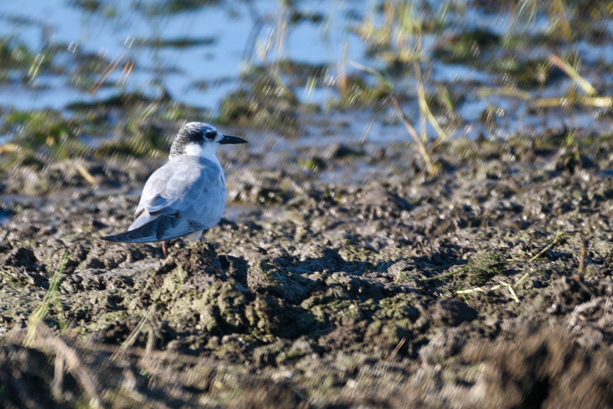 Whiskered Tern - ML643628119
