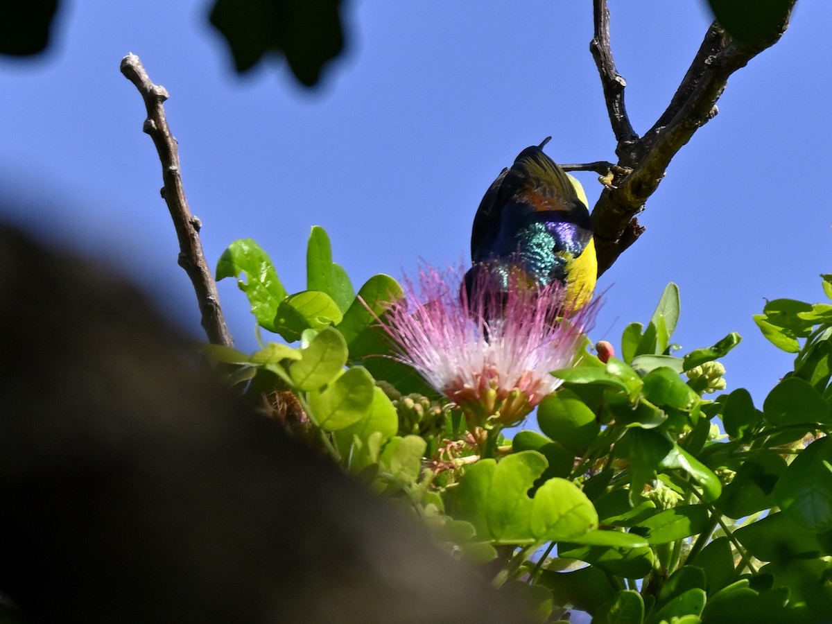 Brown-throated Sunbird - ML643628127