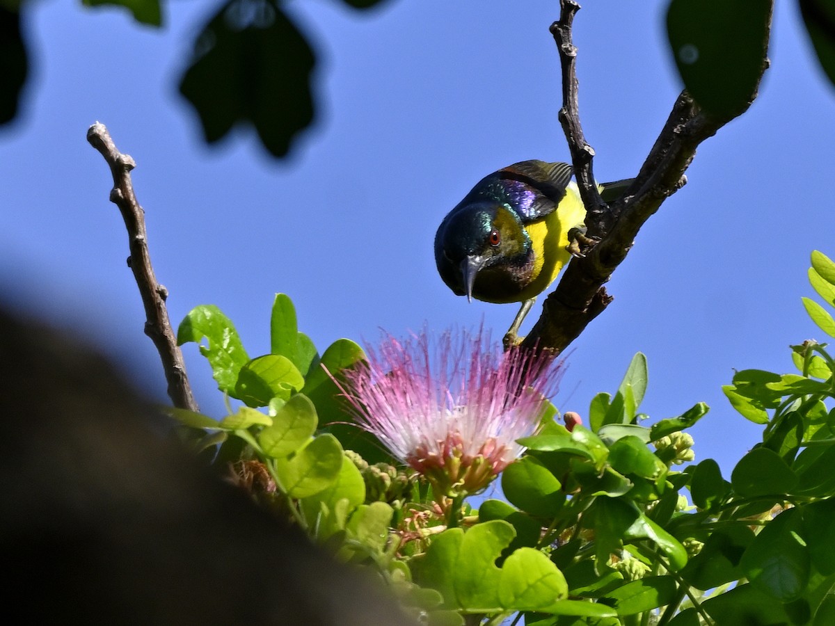 Brown-throated Sunbird - ML643628128