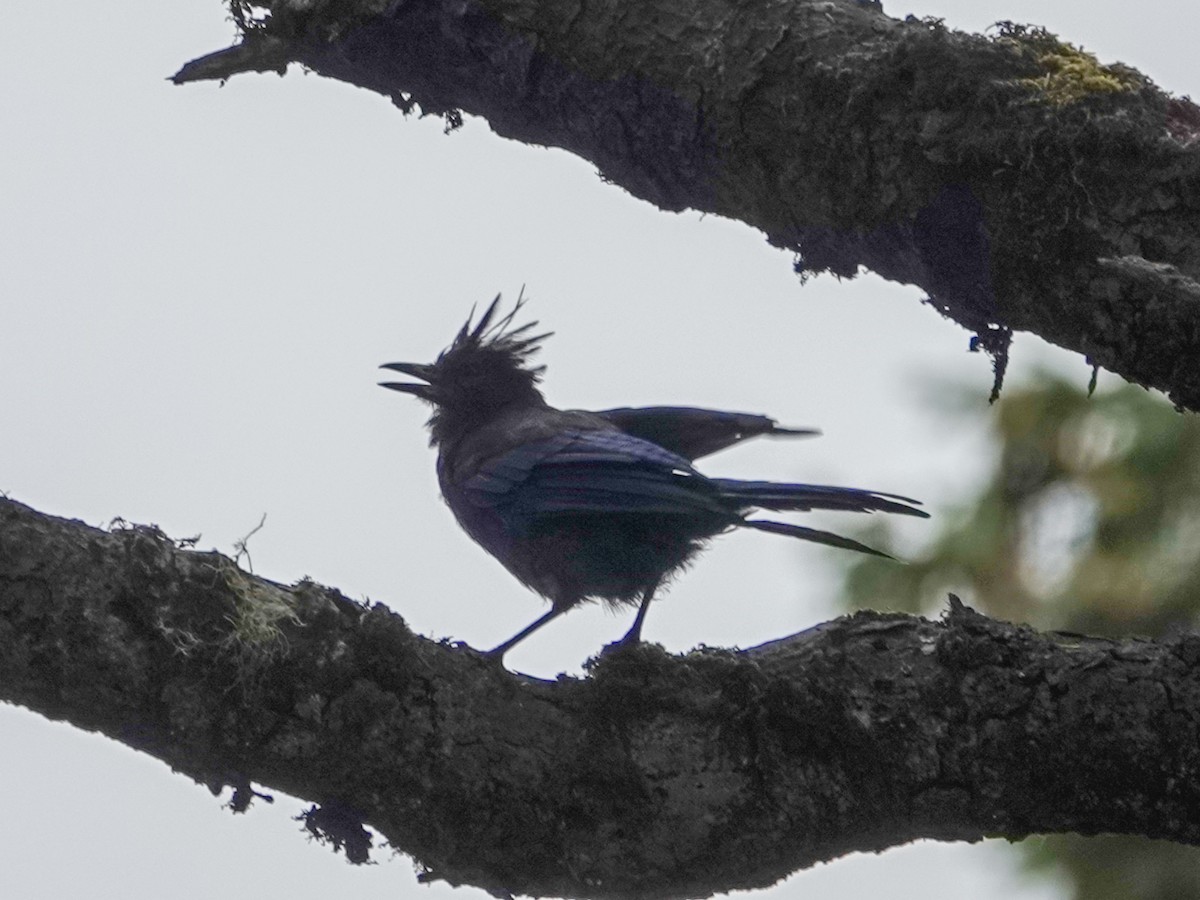 Steller Kargası - ML643628133