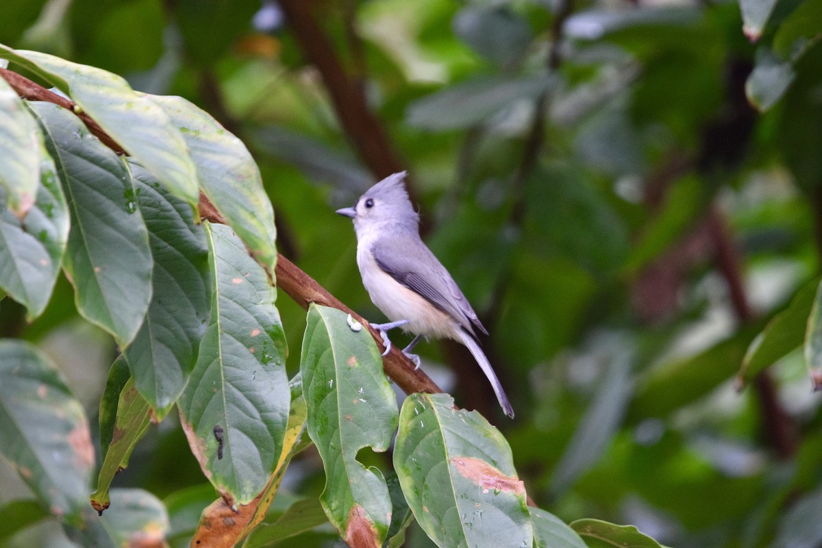 Tufted Titmouse - ML643628139
