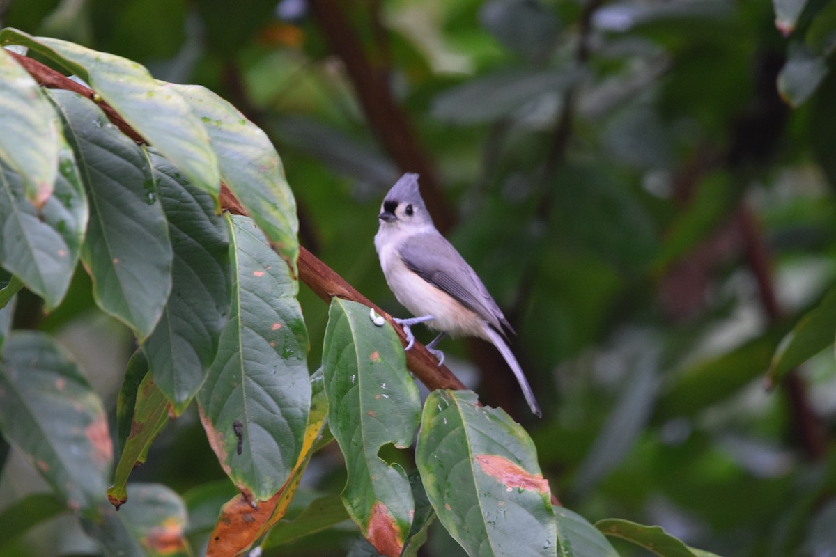Tufted Titmouse - ML643628144
