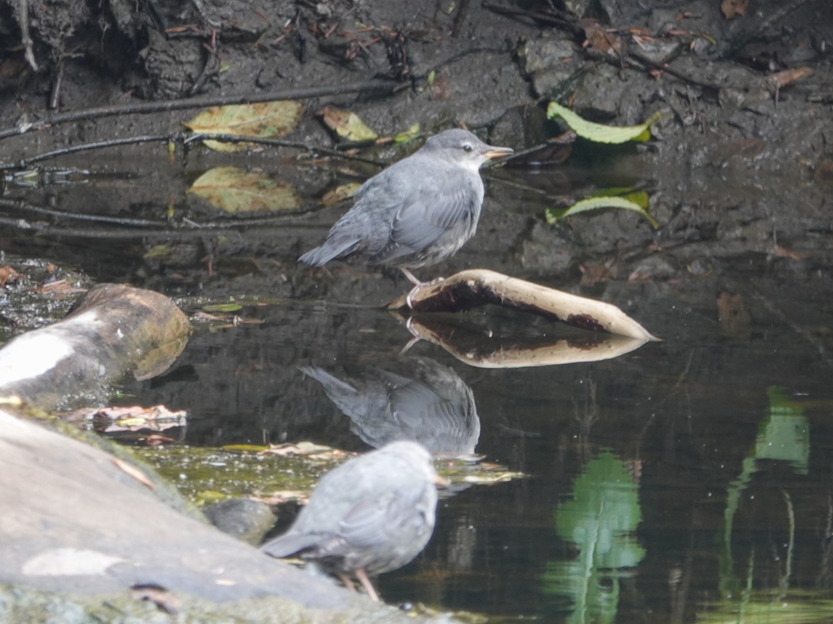 American Dipper - ML643628148