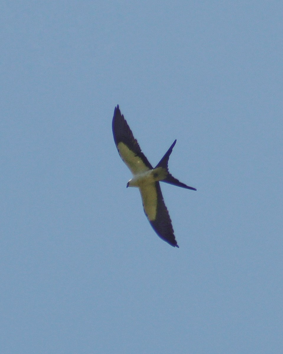 דאה אמריקנית - ML643628154