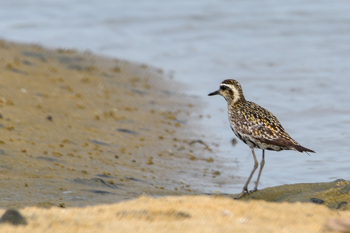Pacific Golden-Plover - ML643628156