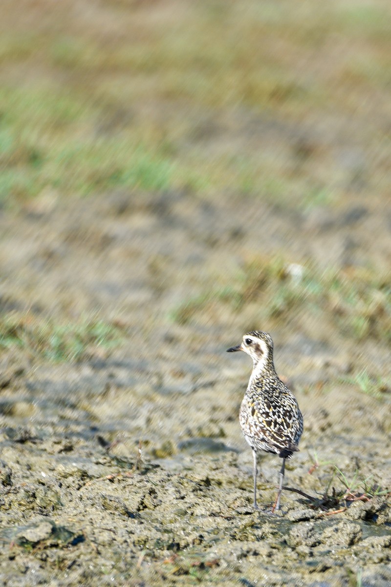 Pacific Golden-Plover - ML643628157
