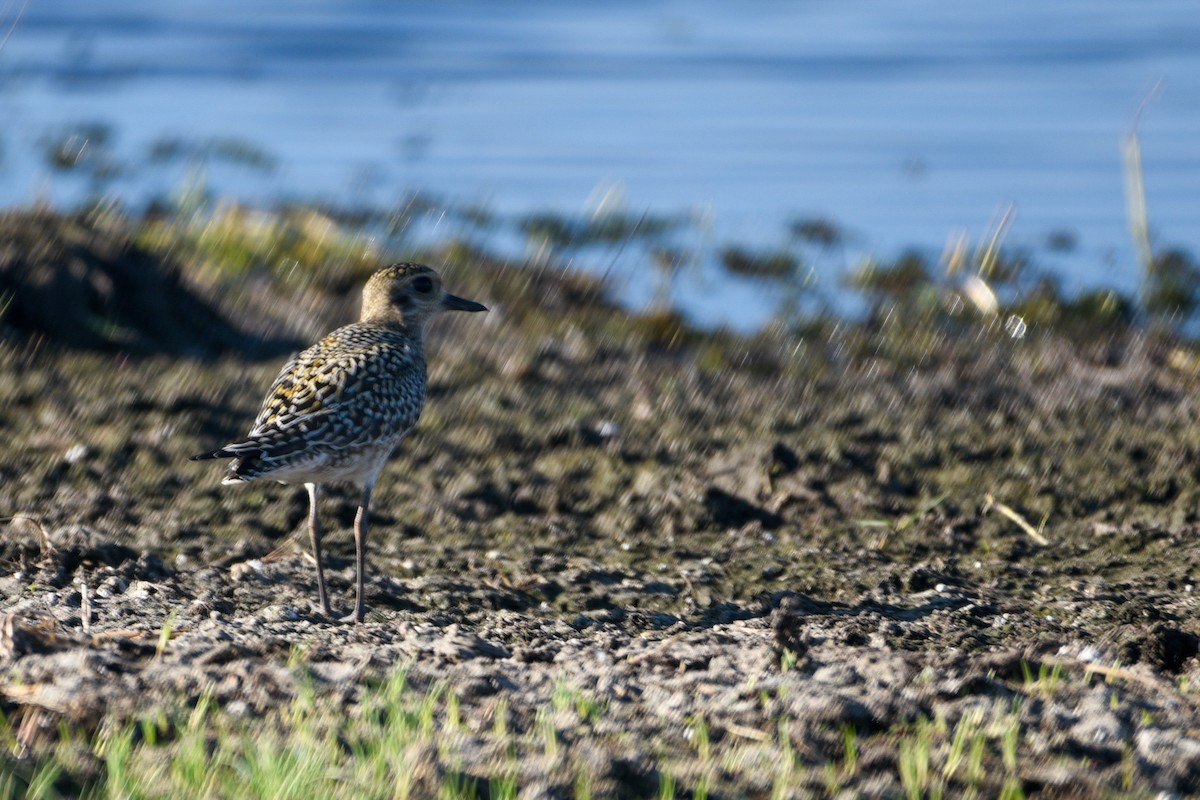 Pacific Golden-Plover - ML643628158