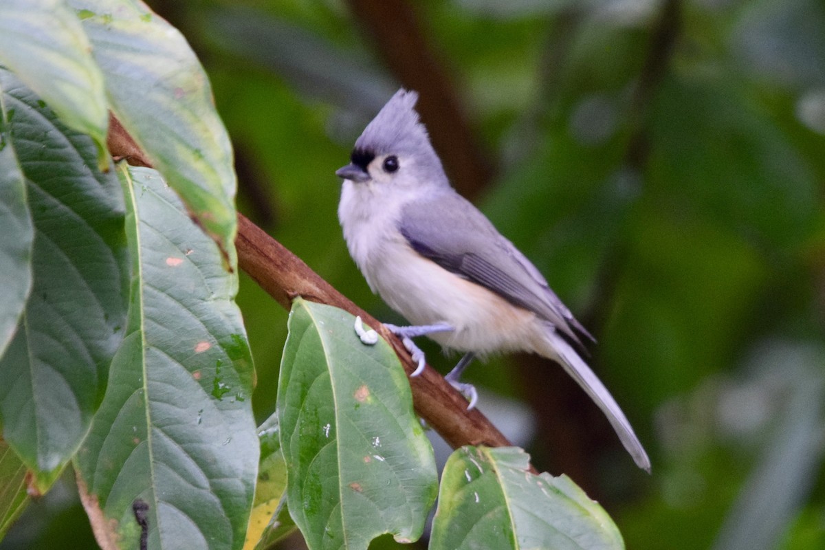 Tufted Titmouse - ML643628164