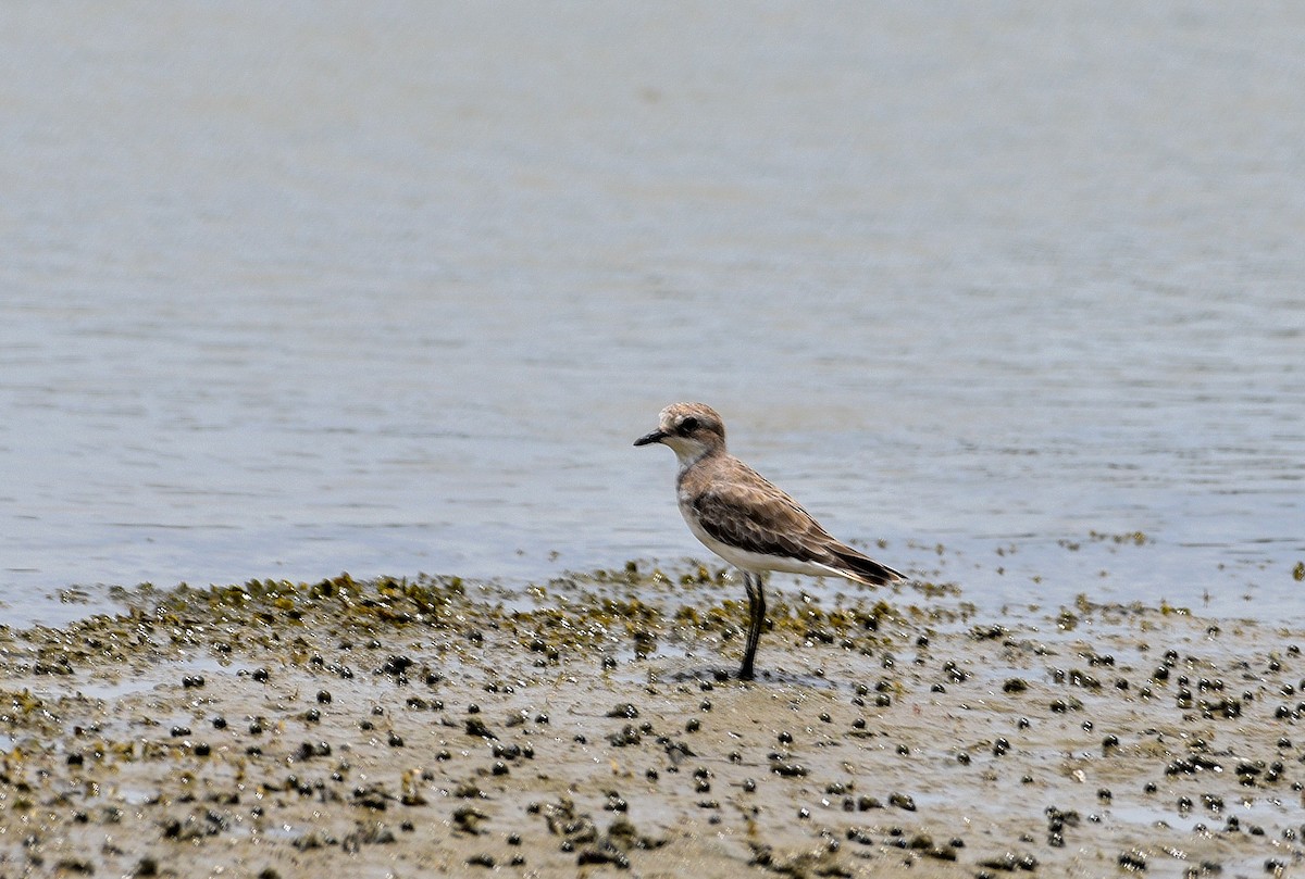 Greater Sand-Plover - ML643628176