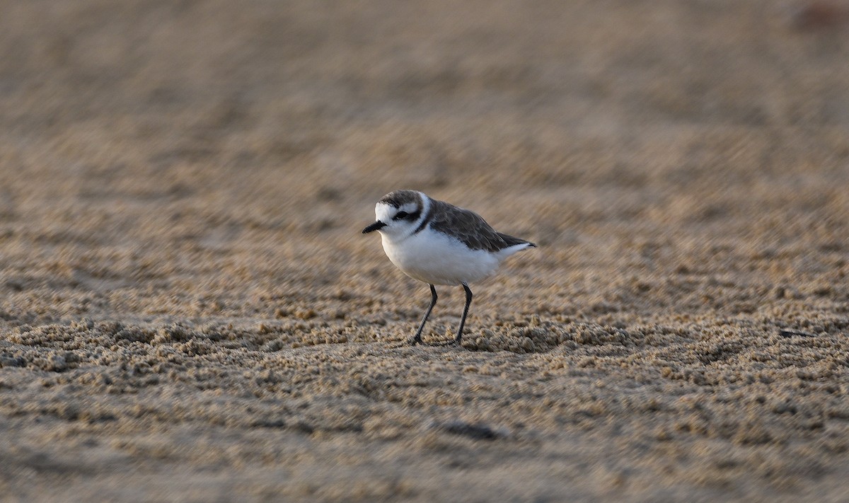 Kentish Plover - ML643628197