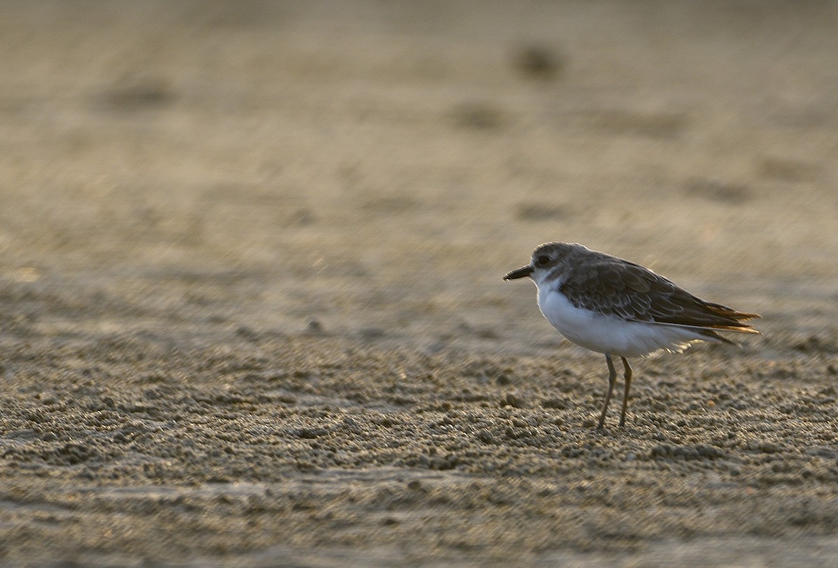 Kentish Plover - ML643628198
