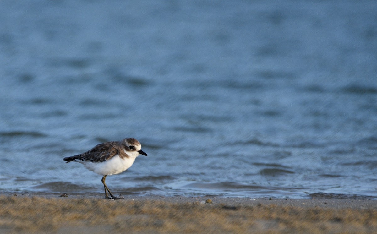 Kentish Plover - ML643628199