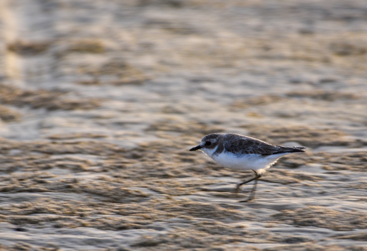 Kentish Plover - ML643628200